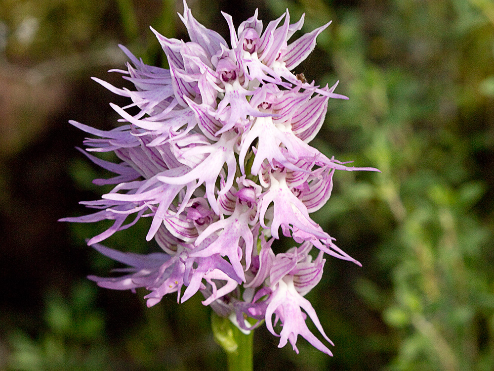 Flor del hombre desnudo (Orchis italica)