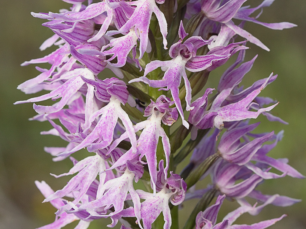 Flor del hombre desnudo (Orchis italica)