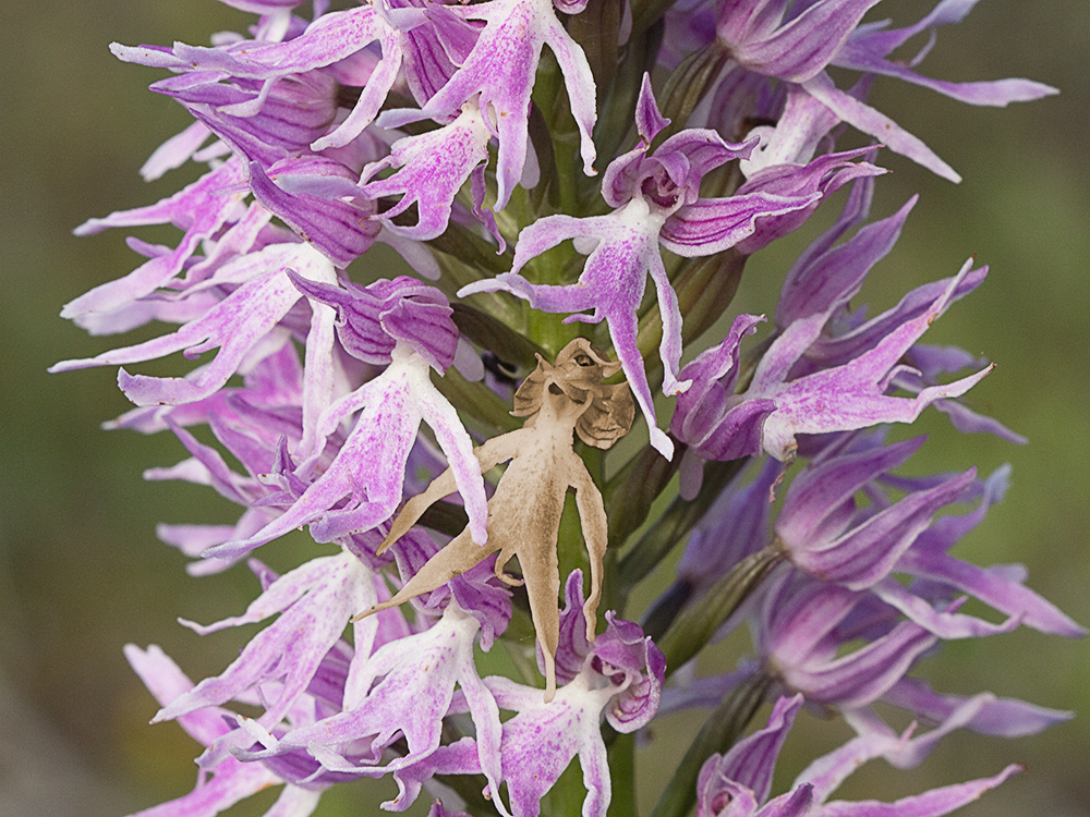 Flor del hombre desnudo (Orchis italica)