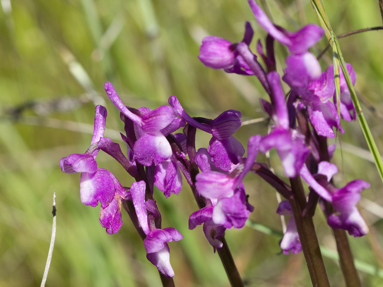 Orquídea de flores laxas (Anacamptis laxiflora)