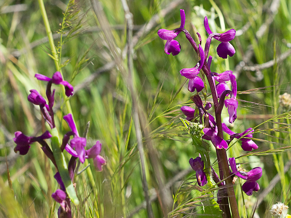 Orquídea de flores laxas (Anacamptis laxiflora)