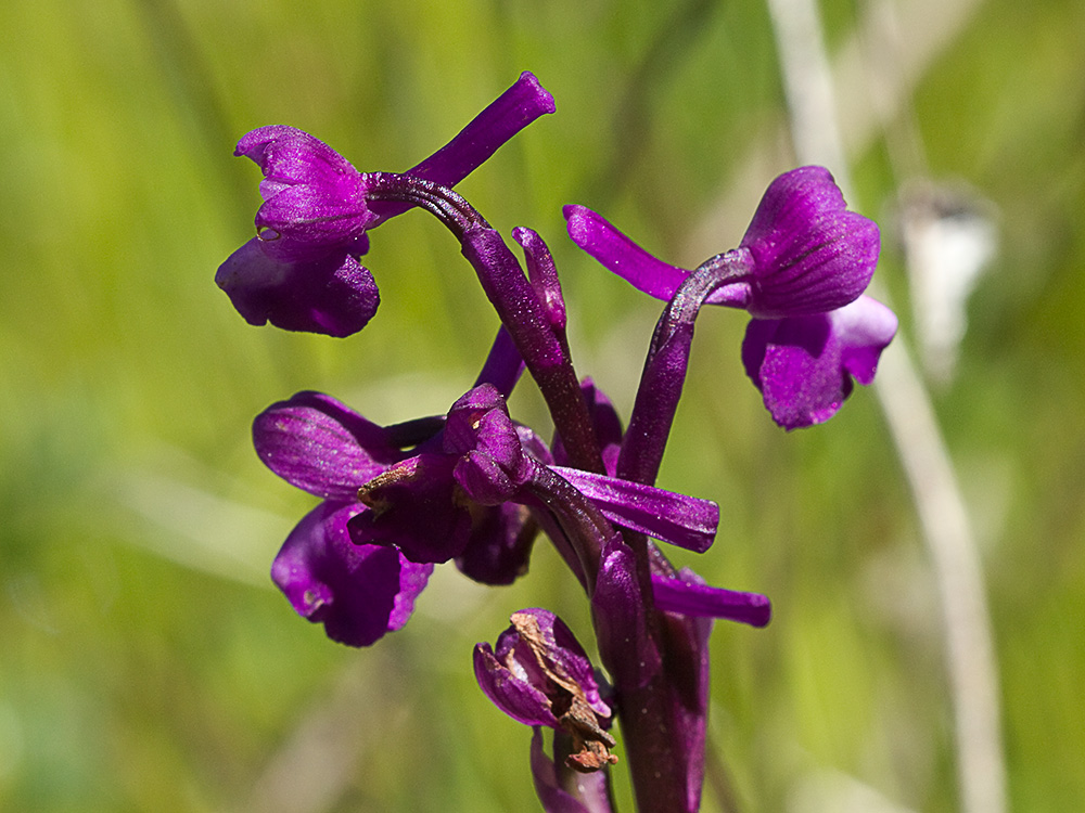 Orquídea de flores laxas (Anacamptis laxiflora)