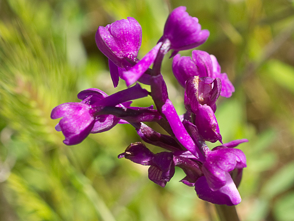 Orquídea de flores laxas (Anacamptis laxiflora)