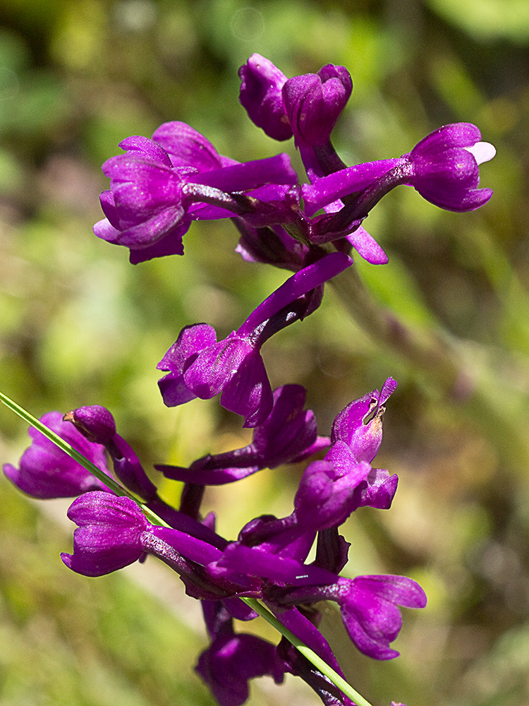 Orquídea de flores laxas (Anacamptis laxiflora)