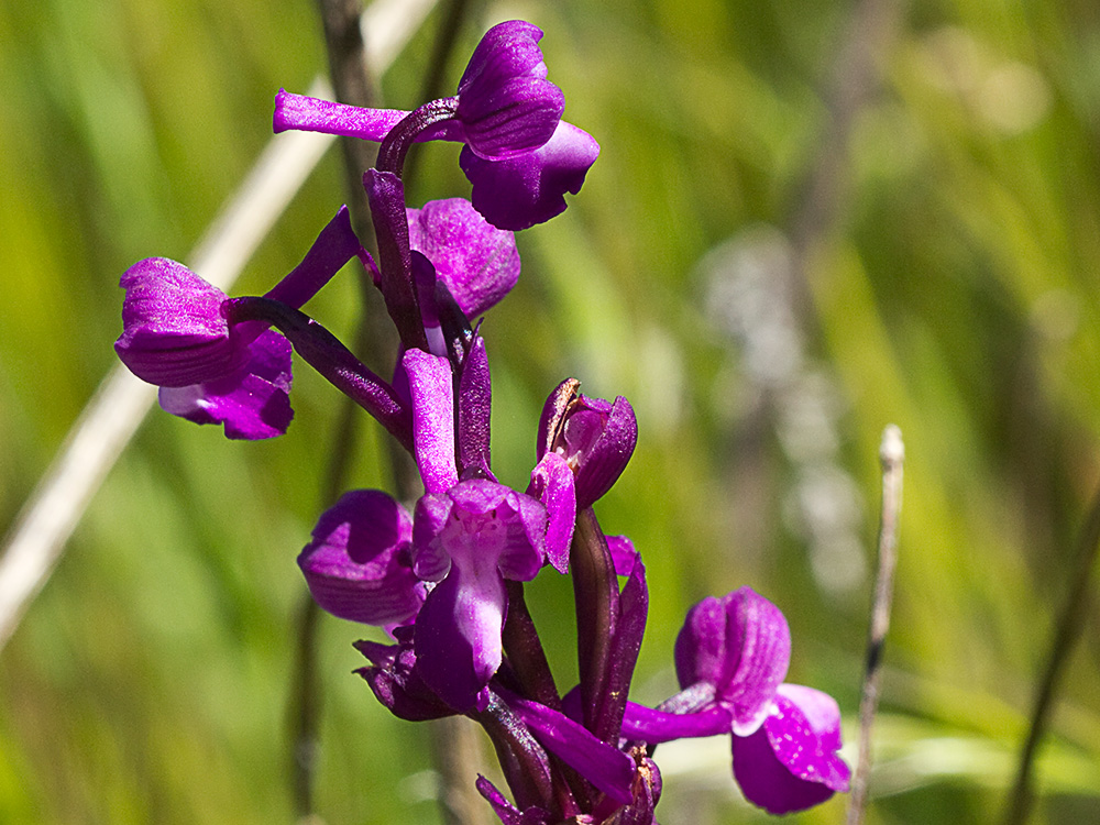 Orquídea de flores laxas (Anacamptis laxiflora)
