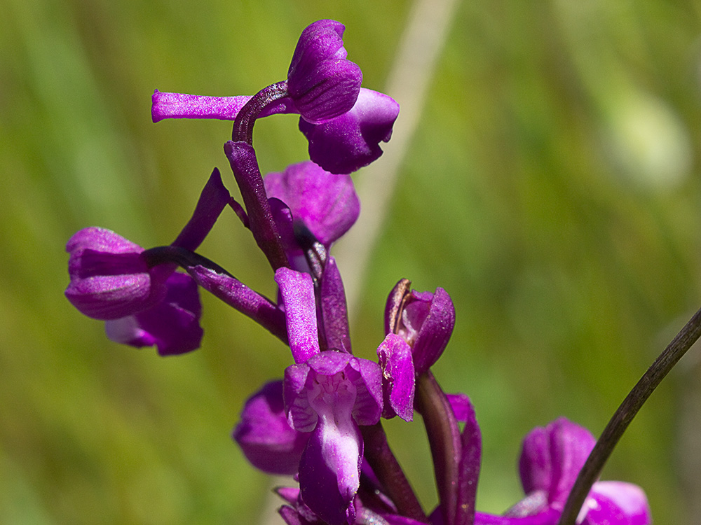 Orquídea de flores laxas (Anacamptis laxiflora)