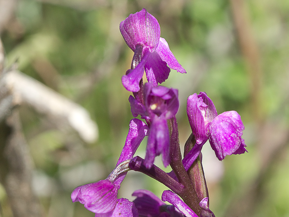 Orquídea de flores laxas (Anacamptis laxiflora)