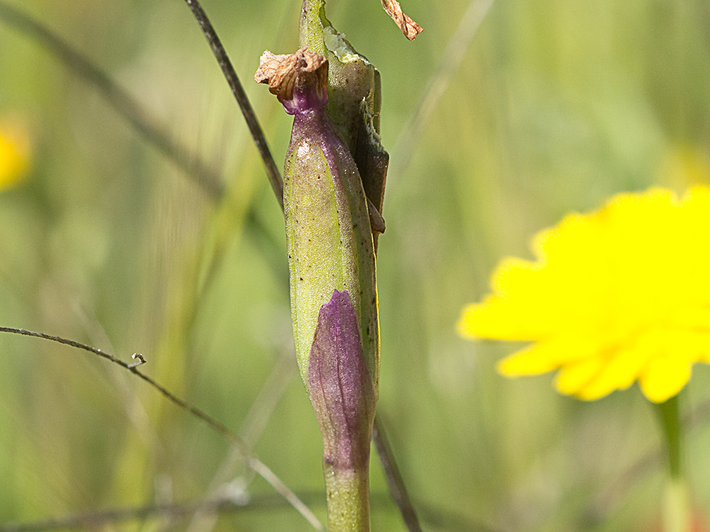 Fruto de la Orquídea de flores laxas (Anacamptis laxiflora)