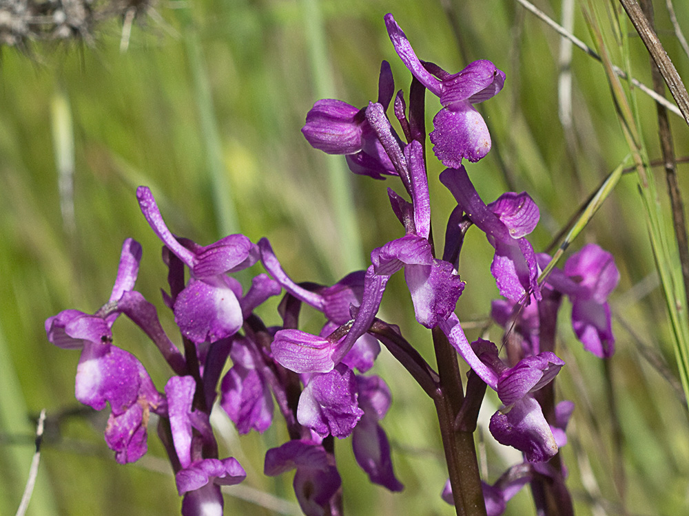 Orquídea de flores laxas (Anacamptis laxiflora)