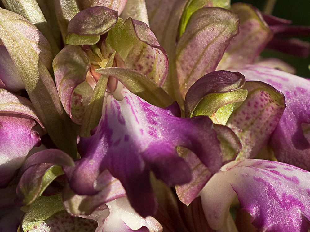 Himantoglossum robertianum