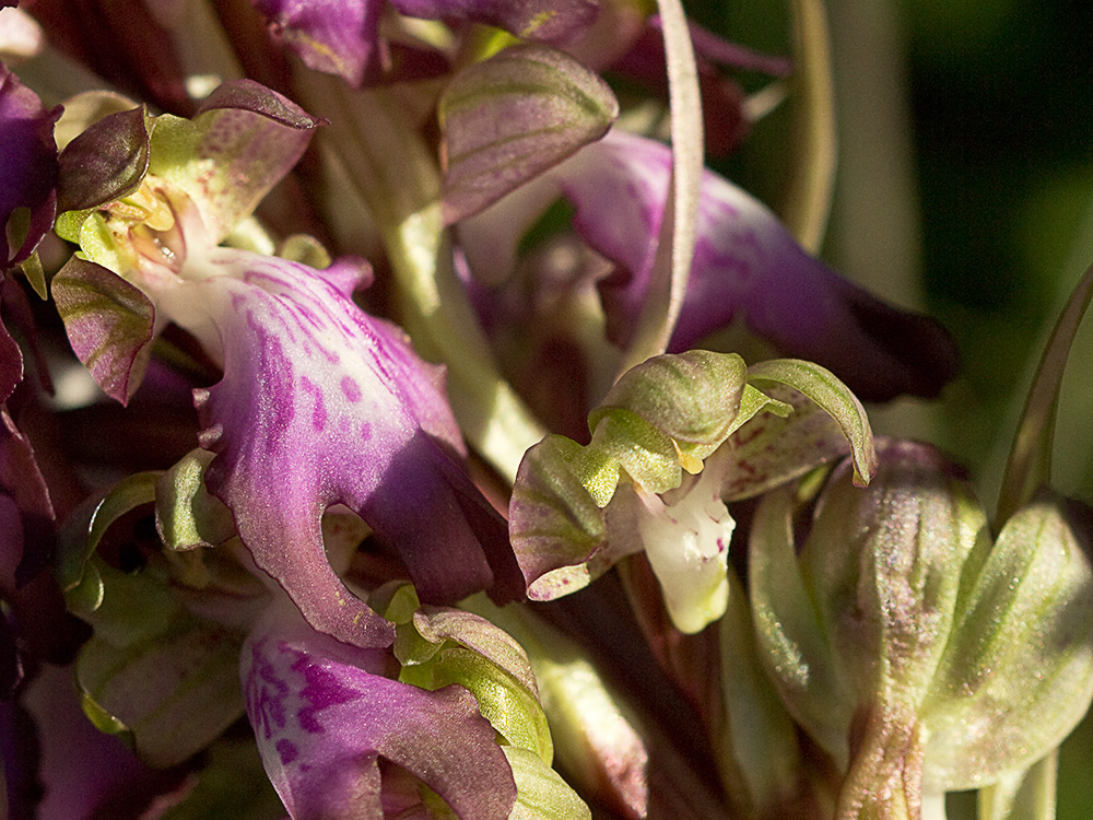 Himantoglossum robertianum