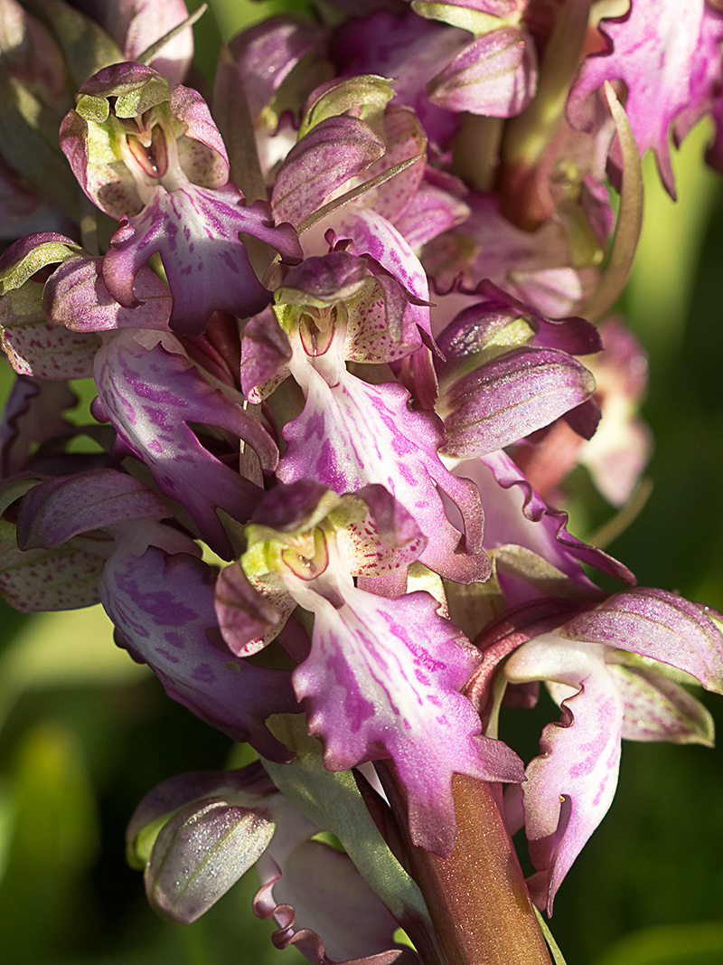 Himantoglossum robertianum