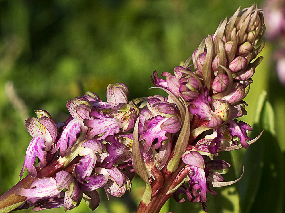 Himantoglossum robertianum