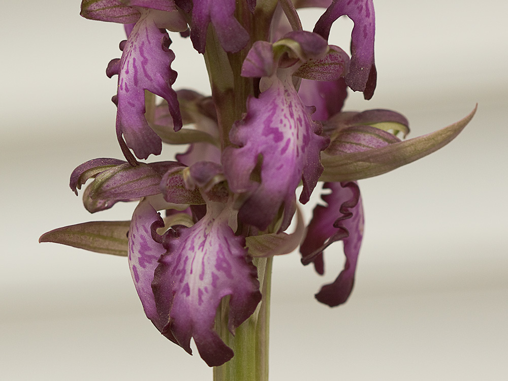 Himantoglossum robertianum
