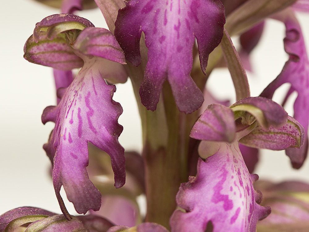 Himantoglossum robertianum