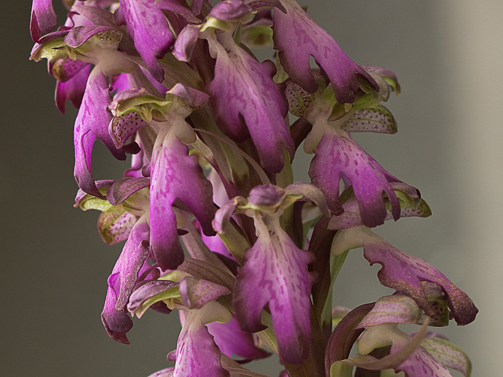 Himantoglossum robertianum
