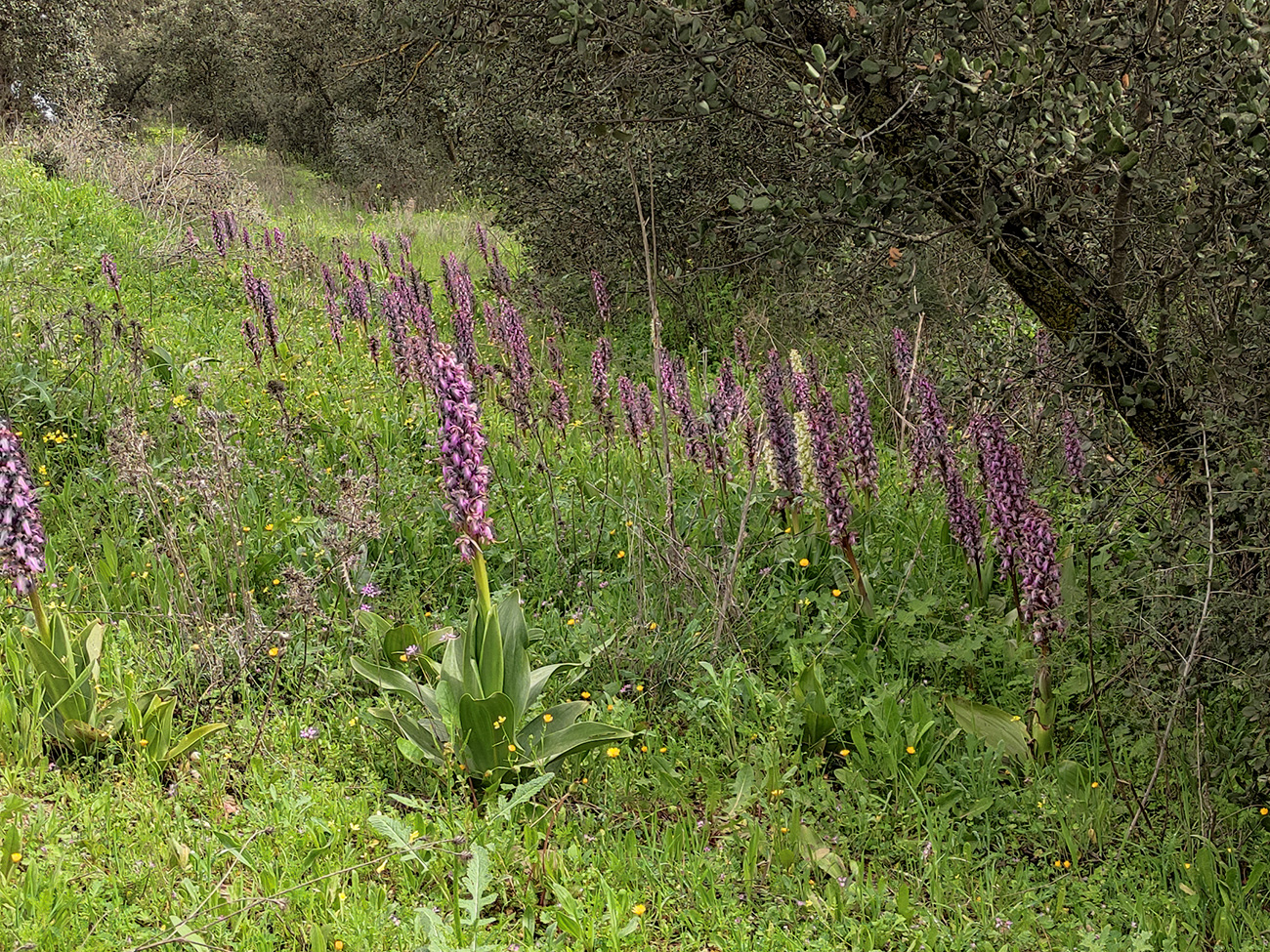 Himantoglossum robertianum