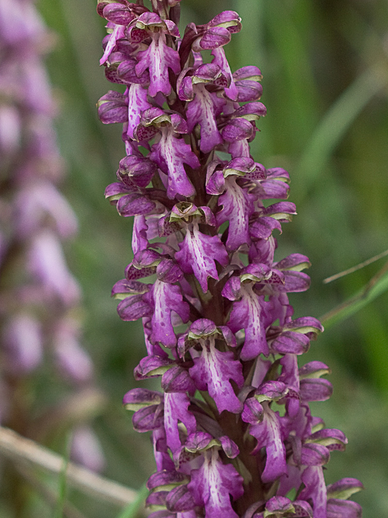 Himantoglossum robertianum