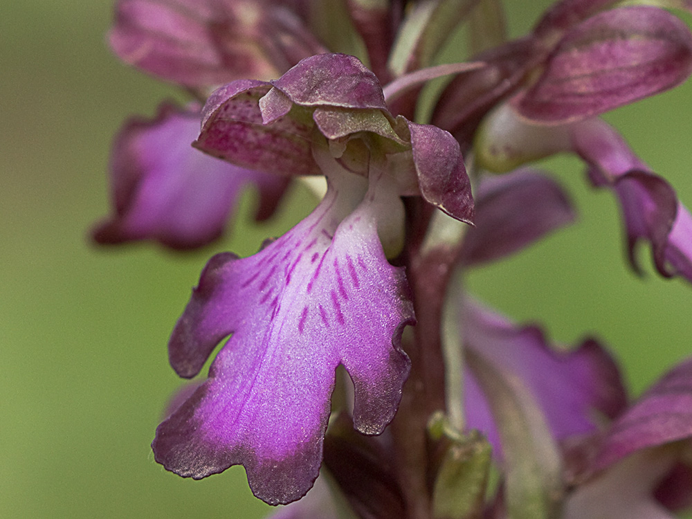Himantoglossum robertianum