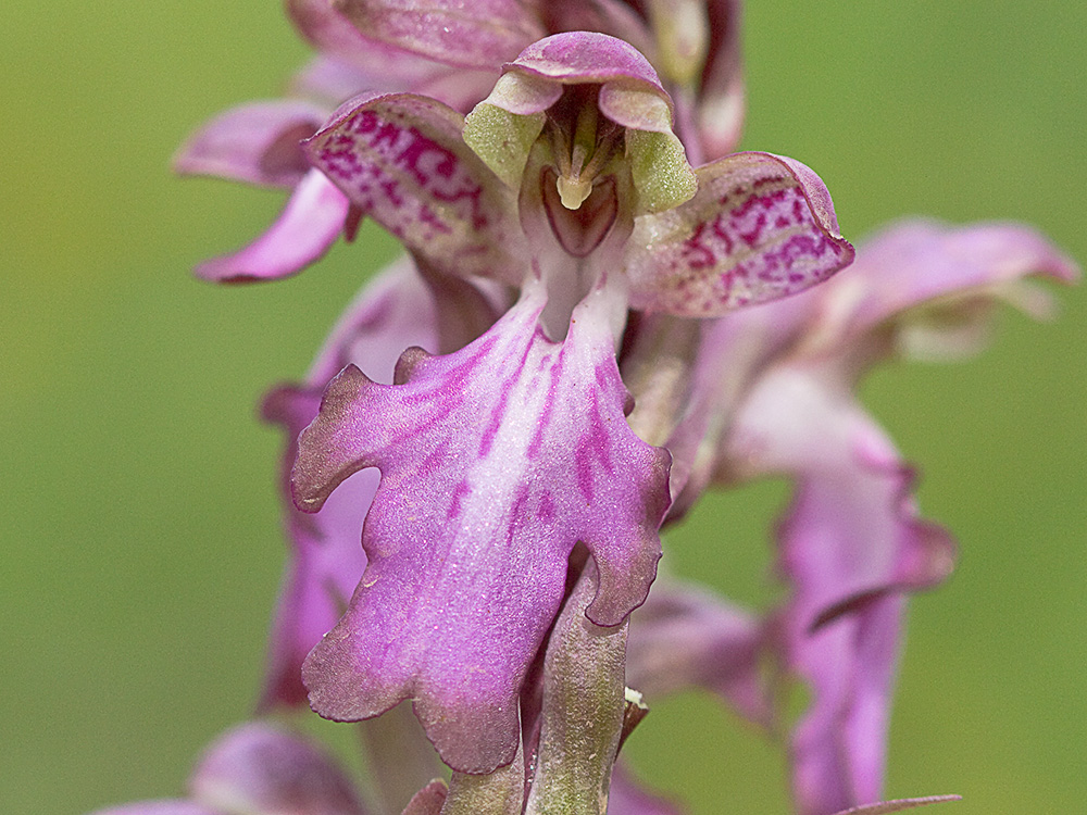 Himantoglossum robertianum