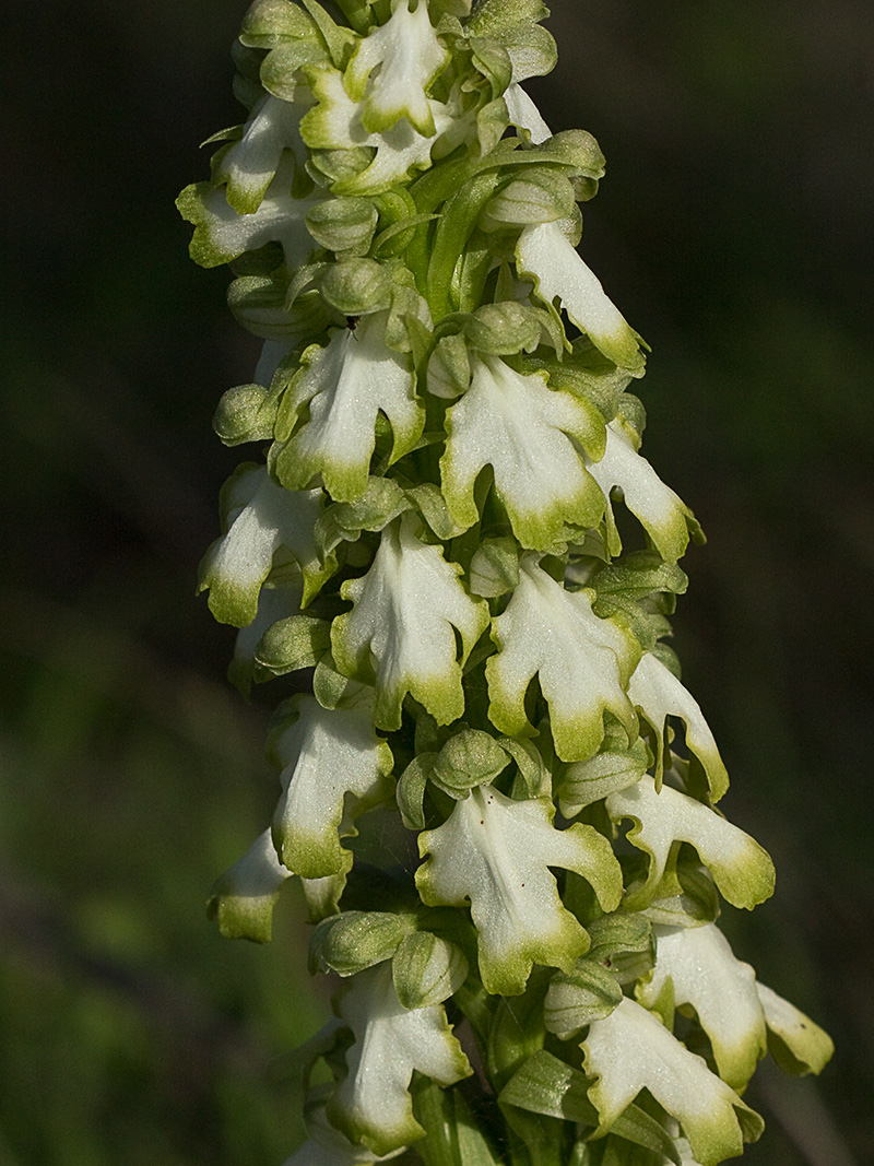 Himantoglossum robertianum
