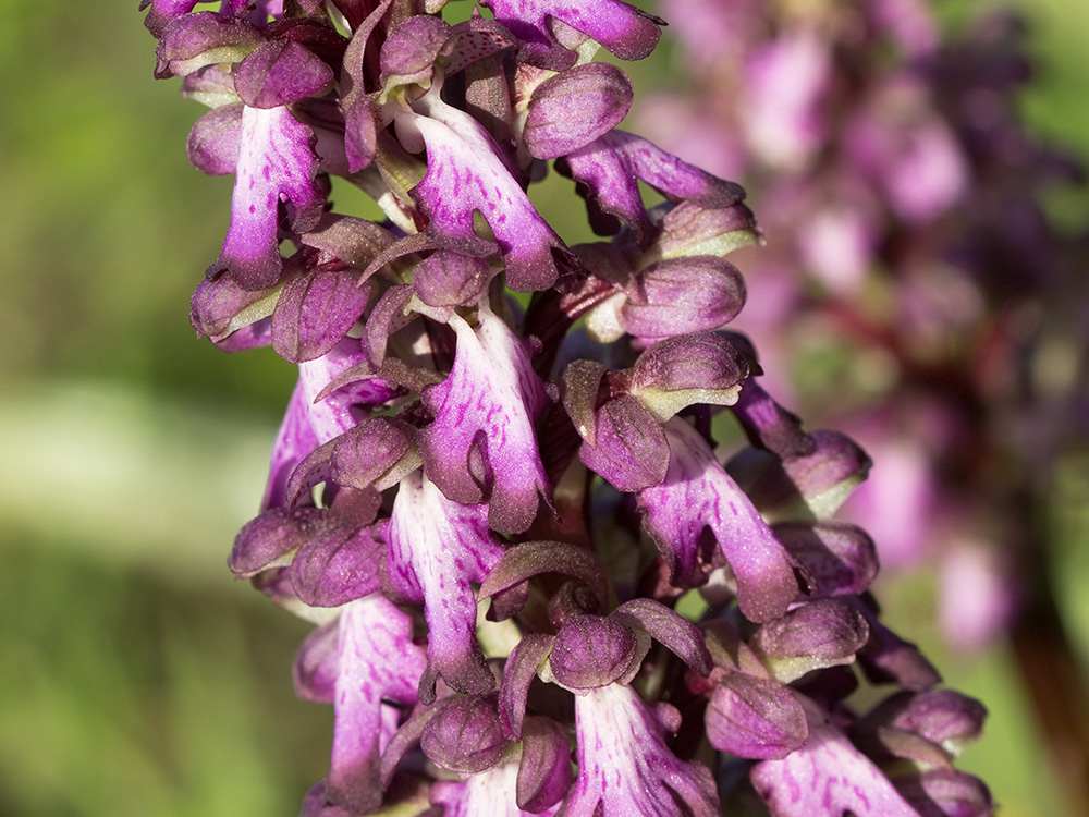 Himantoglossum robertianum
