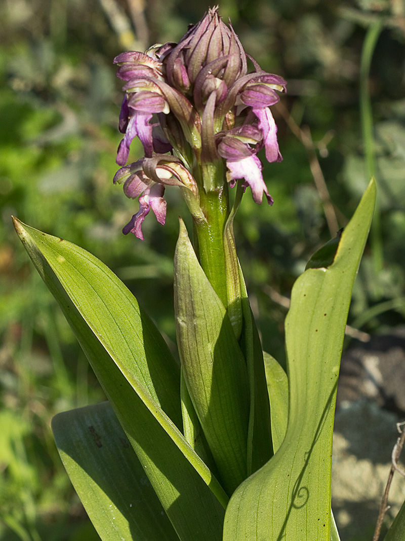 Himantoglossum robertianum