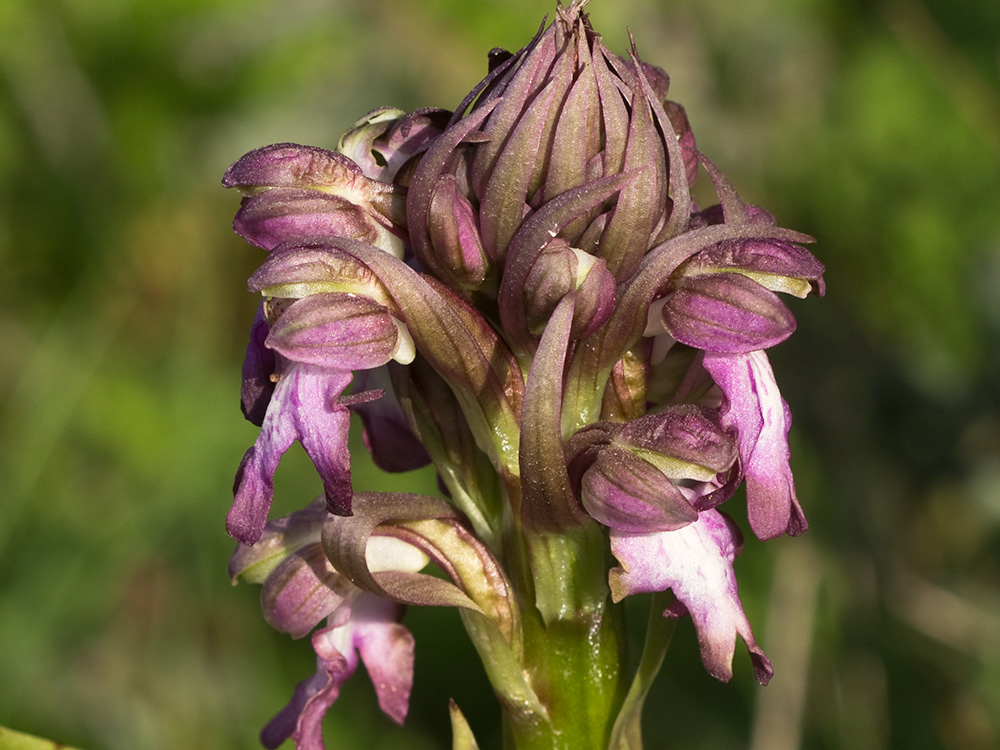 Himantoglossum robertianum