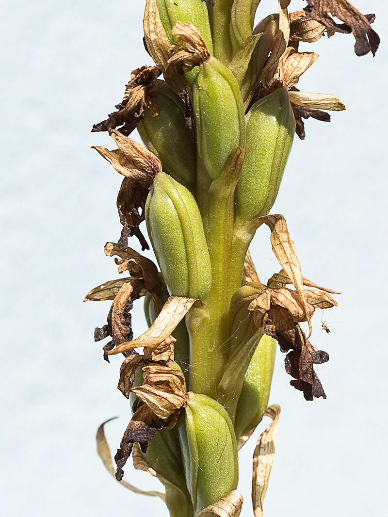 Himantoglossum robertianum