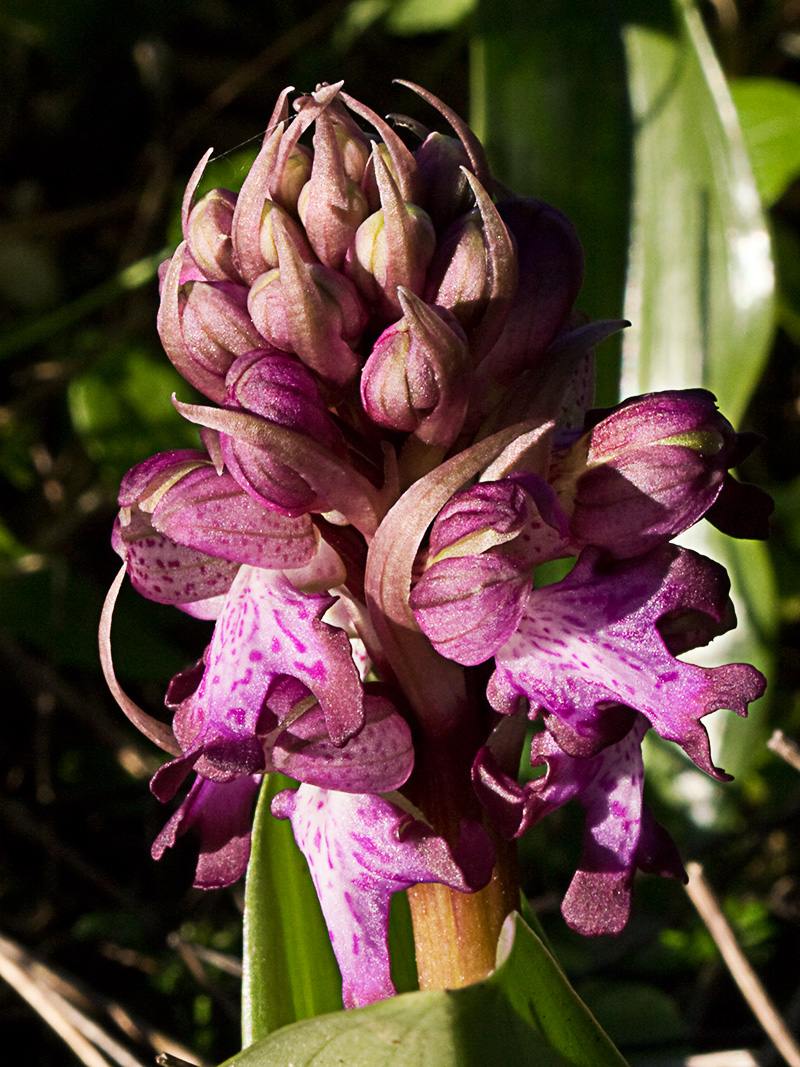 Himantoglossum robertianum