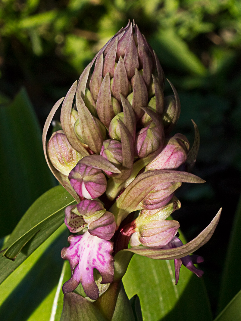 Himantoglossum robertianum