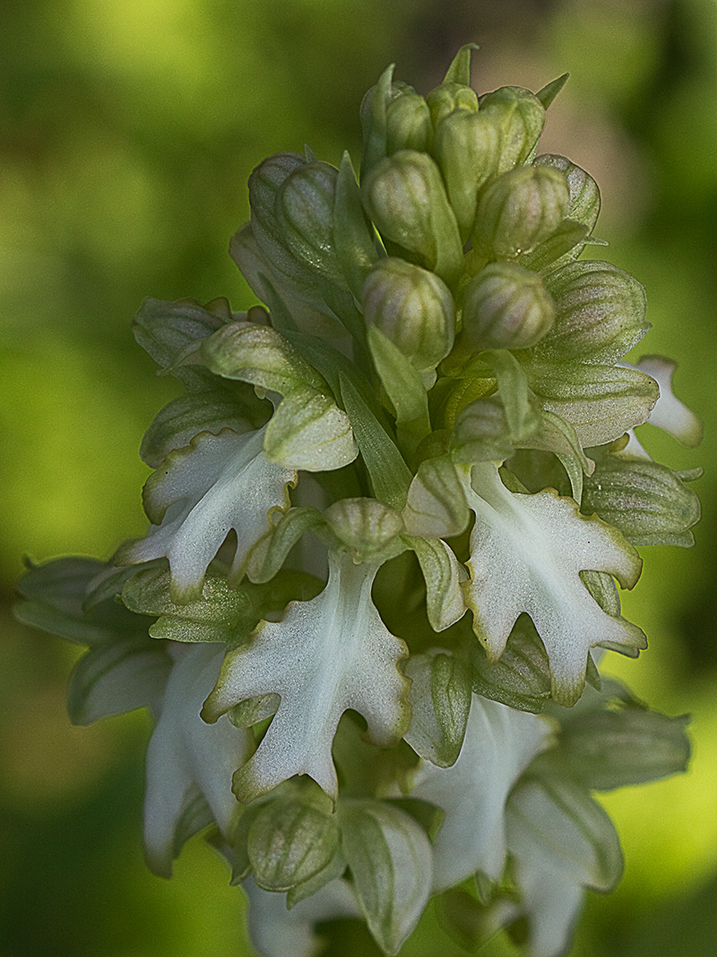 Himantoglossum robertianum