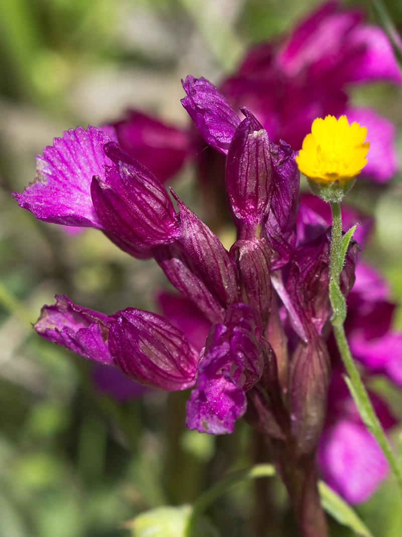 Racimo de flores de la orquídea mariposa (Orchis papilionacea)