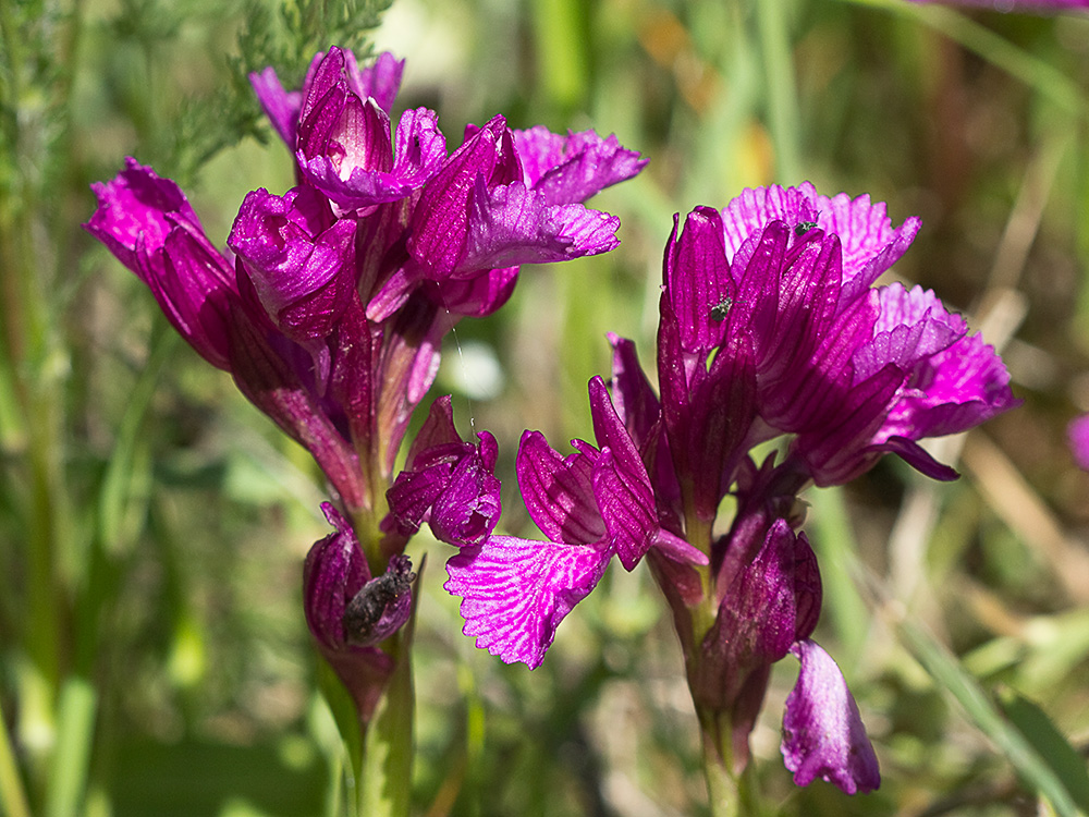Racimo de flores de la orquídea mariposa (Orchis papilionacea)