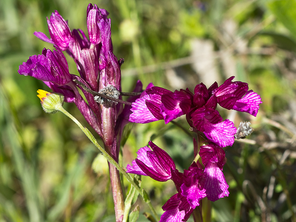 Racimo de flores de la orquídea mariposa (Orchis papilionacea)