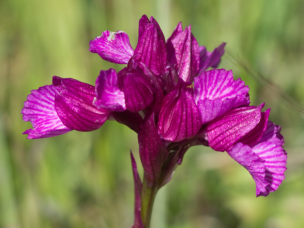 Racimo de flores de la orquídea mariposa (Orchis papilionacea)