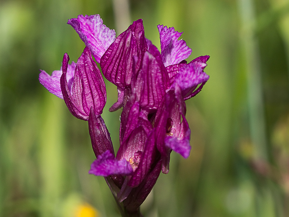 Racimo de flores de la orquídea mariposa (Orchis papilionacea)