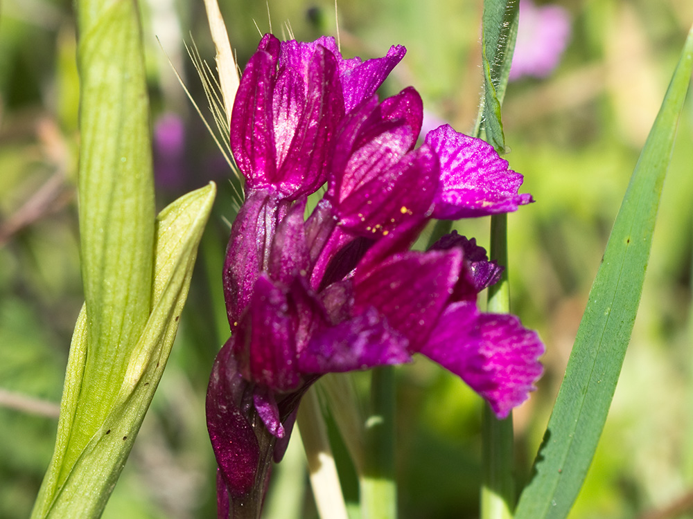 Racimo de flores de la orquídea mariposa (Orchis papilionacea)