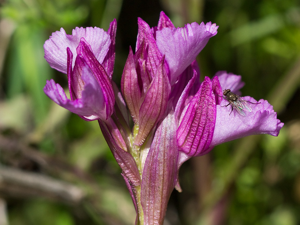 Racimo de flores de la orquídea mariposa (Orchis papilionacea)