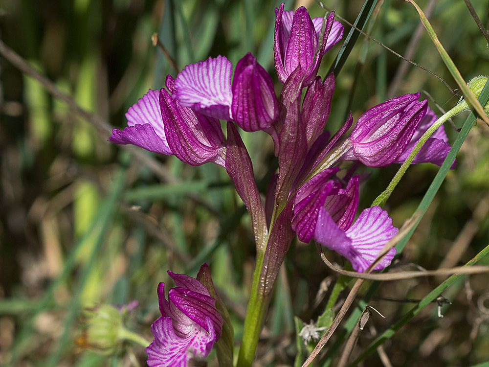 Racimo de flores de la orquídea mariposa (Orchis papilionacea)