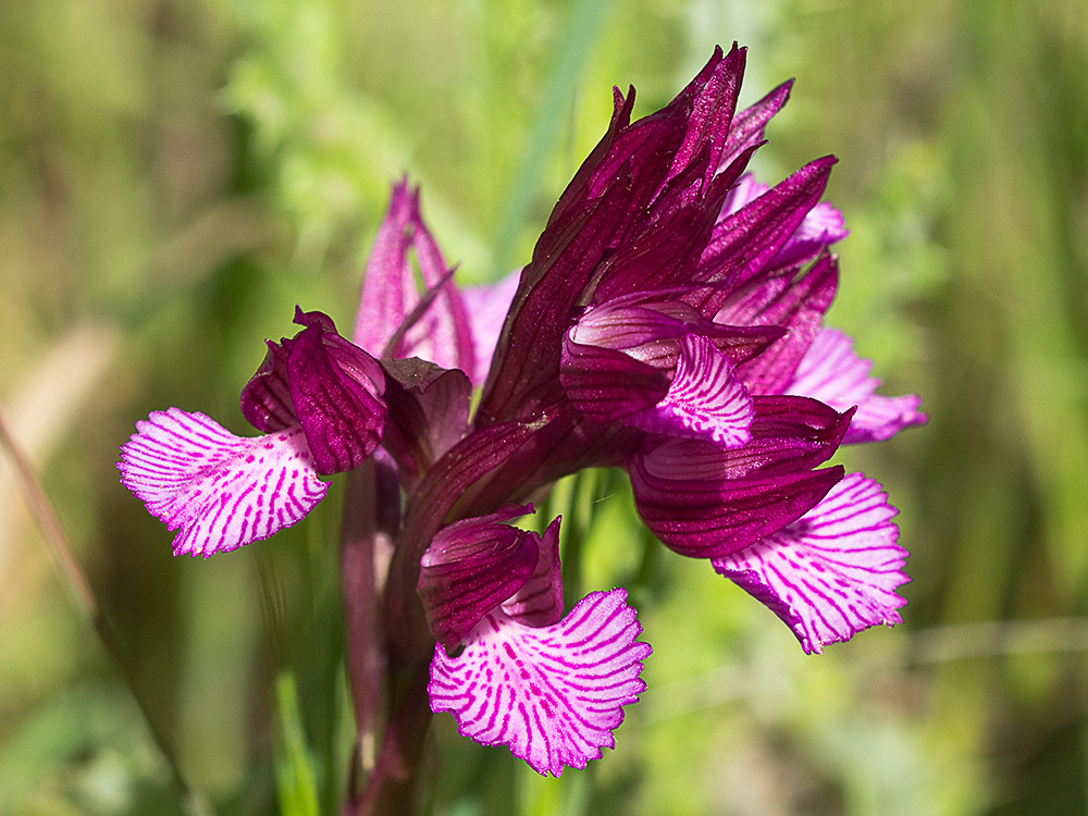 Racimo de flores de la orquídea mariposa (Orchis papilionacea)