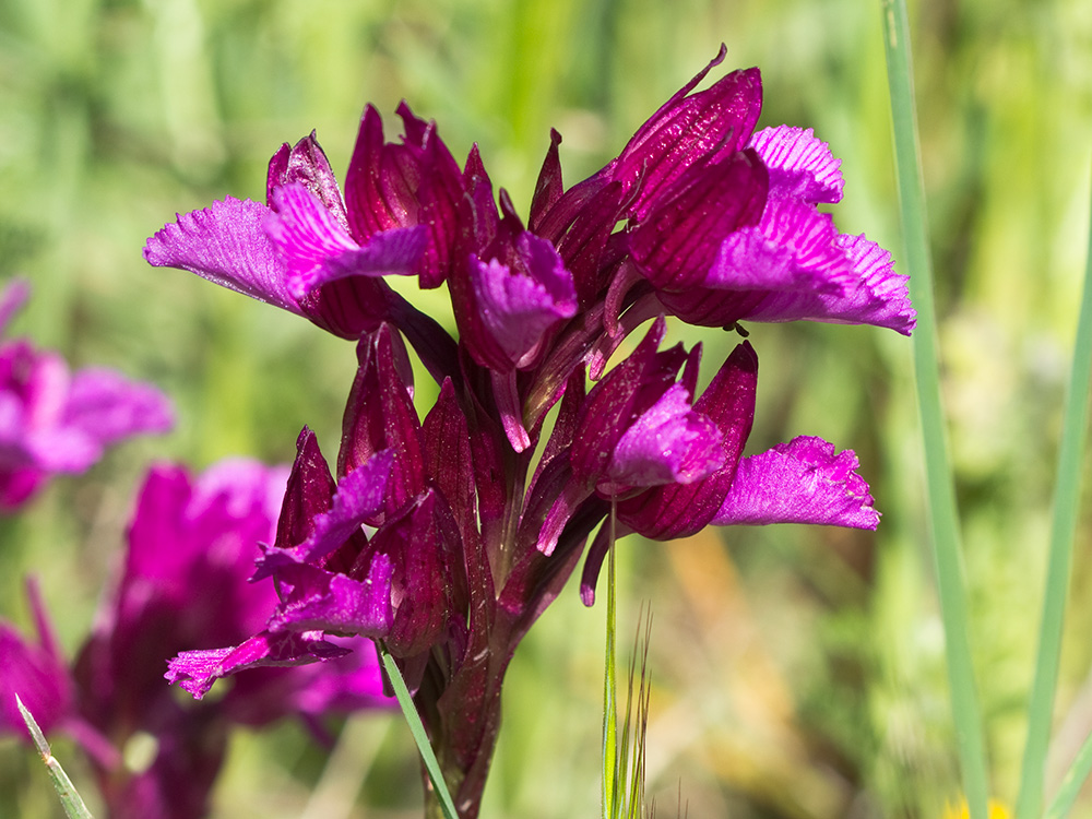 Racimo de flores de la orquídea mariposa (Orchis papilionacea)