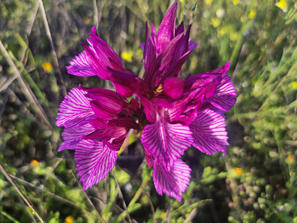 Racimo de flores de la orquídea mariposa (Orchis papilionacea)