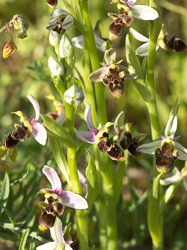 Orquídea perdiz (Ophrys scolopax)