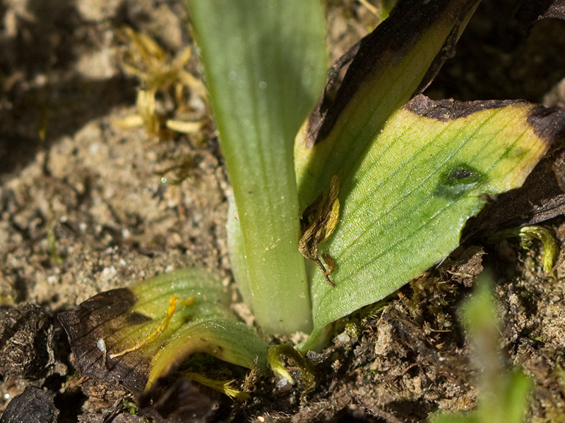 Orquídea perdiz (Ophrys scolopax)