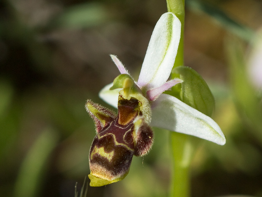 Orquídea perdiz (Ophrys scolopax)
