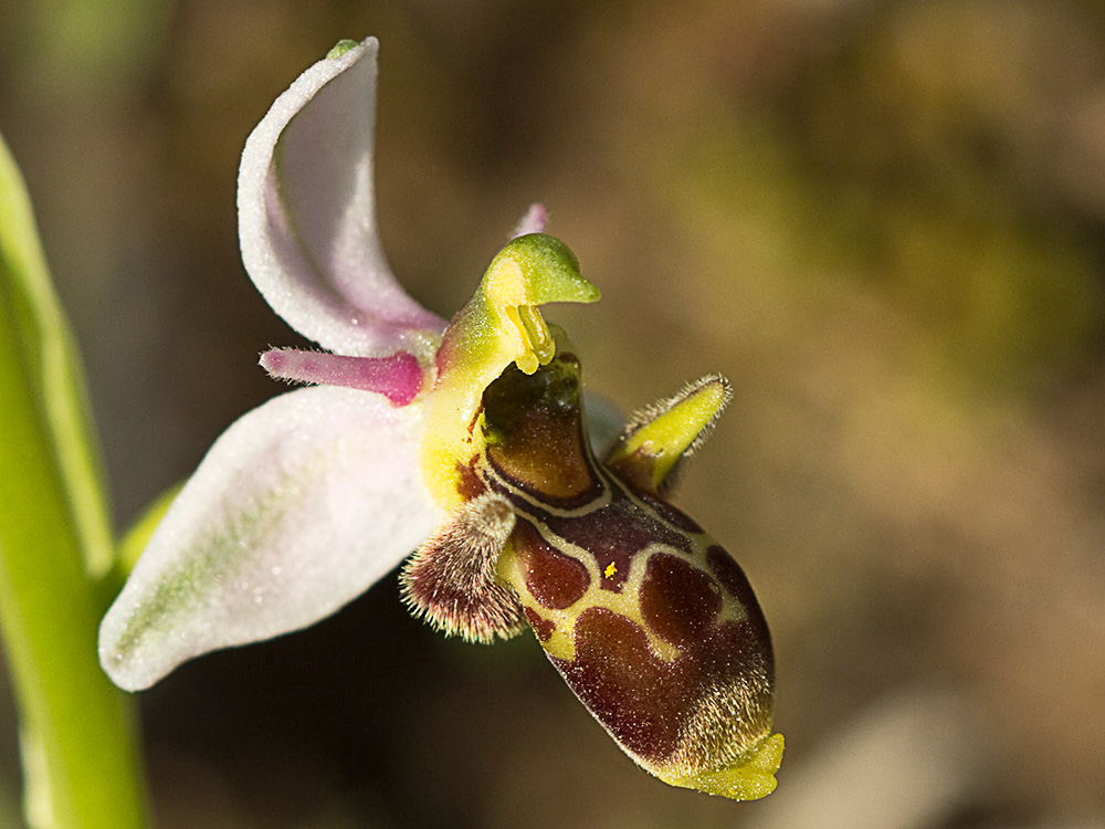 Orquídea perdiz (Ophrys scolopax)