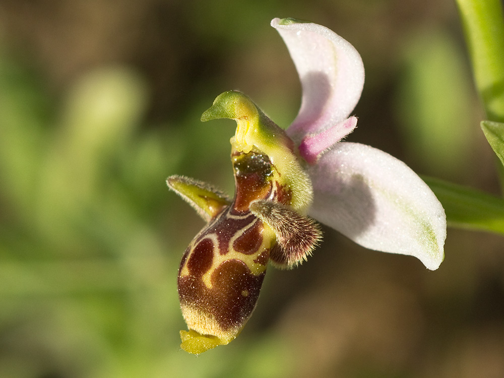 Orquídea perdiz (Ophrys scolopax)