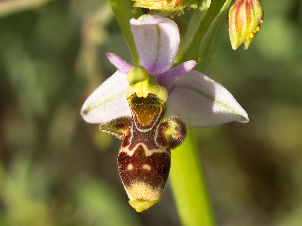 Orquídea perdiz (Ophrys scolopax)