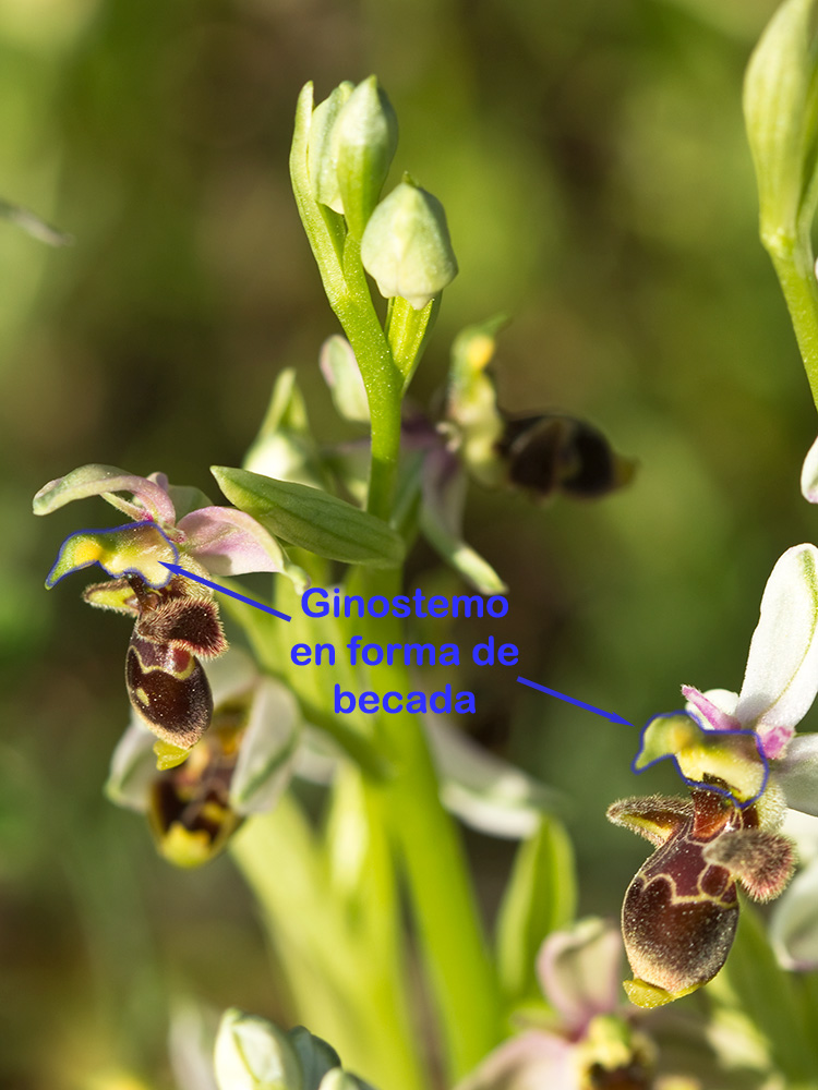 Orquídea perdiz (Ophrys scolopax)